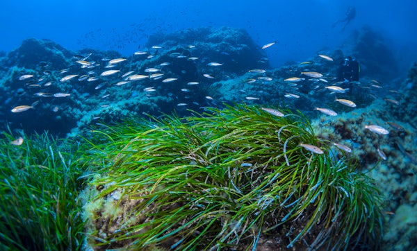 Protecting Mediterranean Seagrass: Why Smart Anchoring Means Avoiding Dark Seafloors