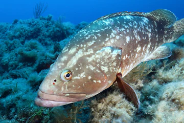 Biodiversity_1_78155513cf