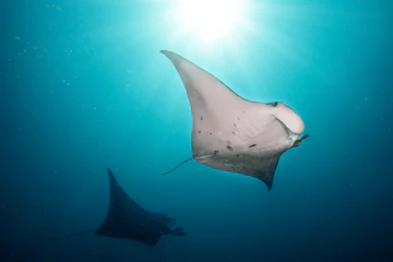 Biodiversity_2_ad91aca517