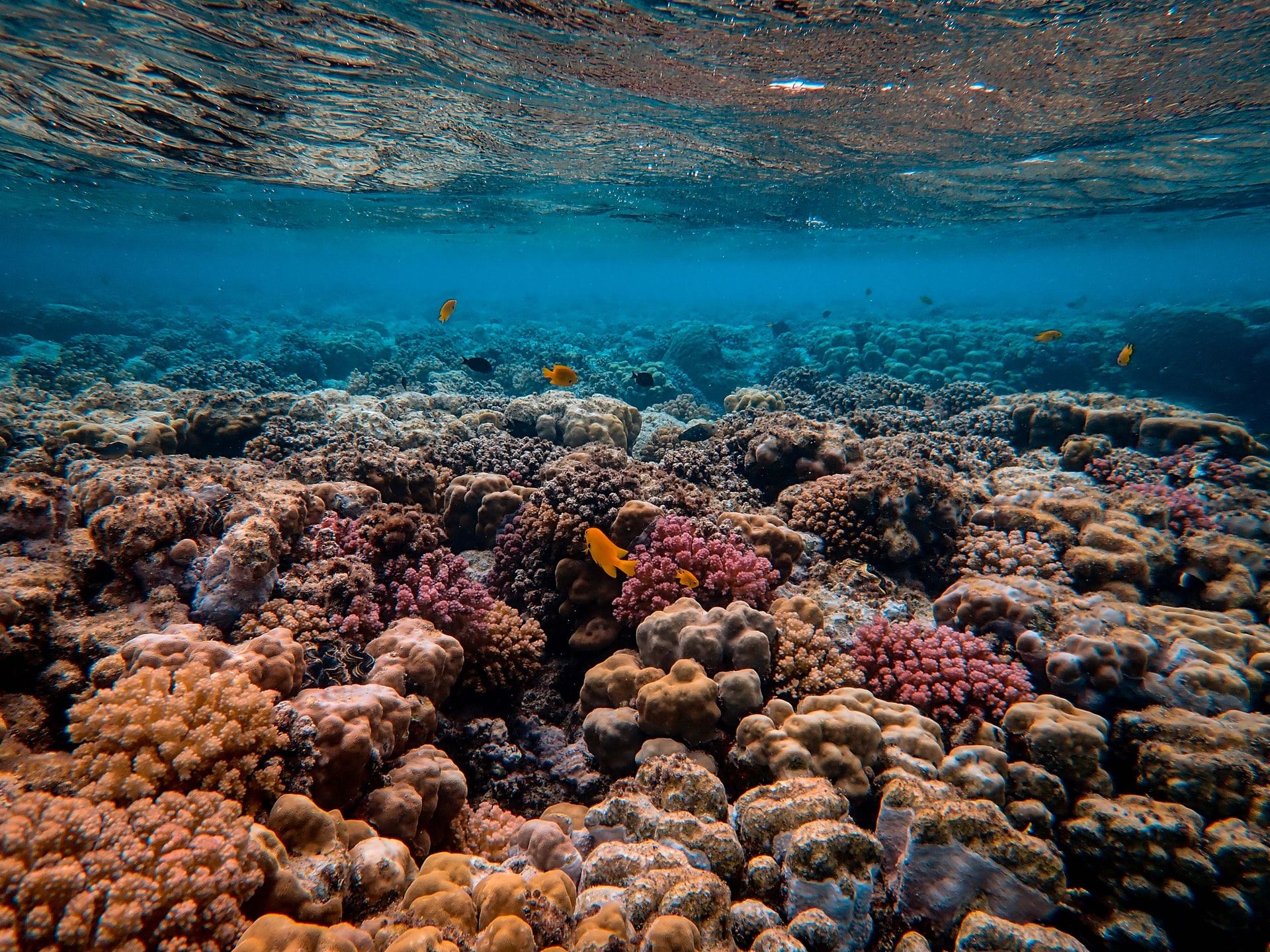 Changes to Biodiversity