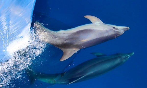 Reducing Your Impact On Marine Wildlife